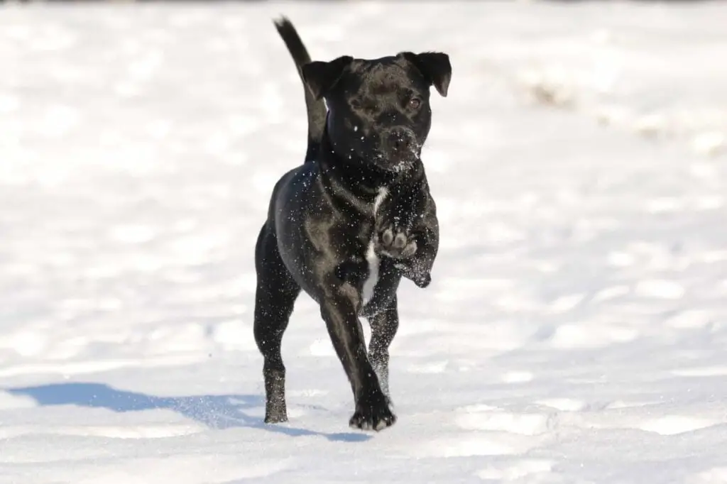 Patterdale Terrier Dog
