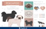 Peekapoo: Pekingese and a Miniature or Toy Poodle Mix - Dogable