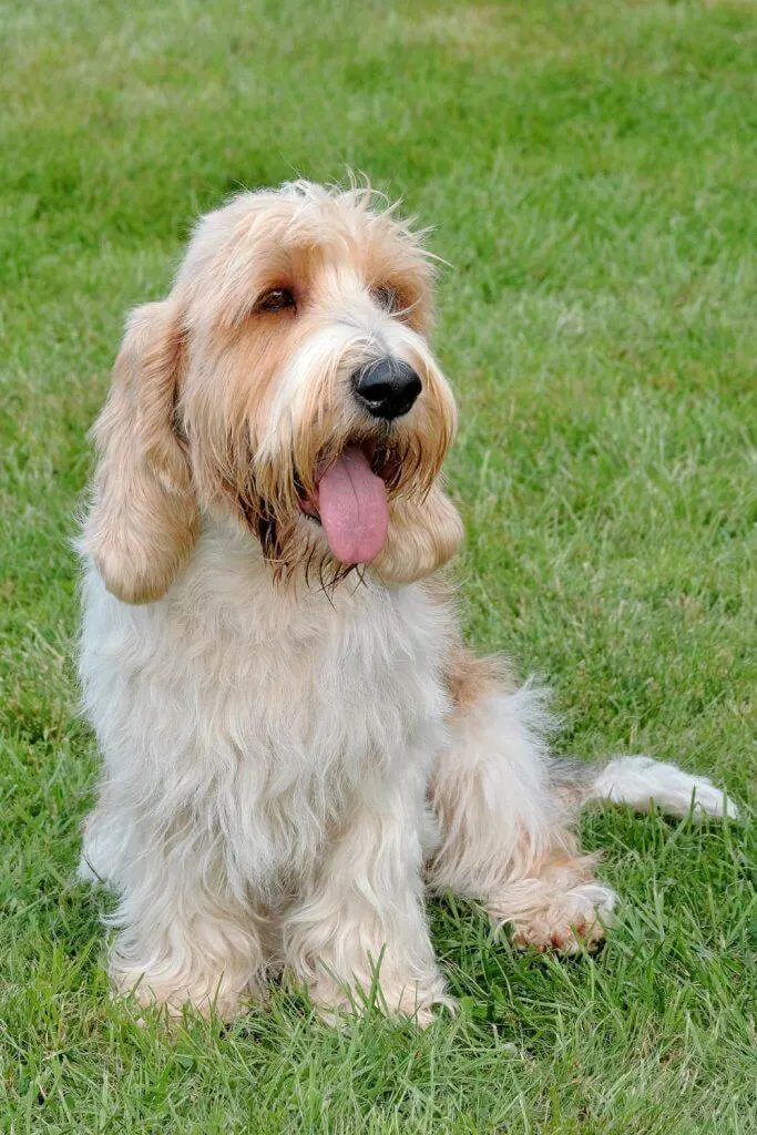 Petit Basset Griffon Vendeen Puppies For Sale