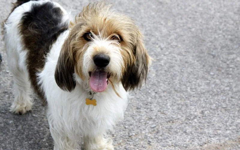 Petit Basset Griffon Vendeen Rescue