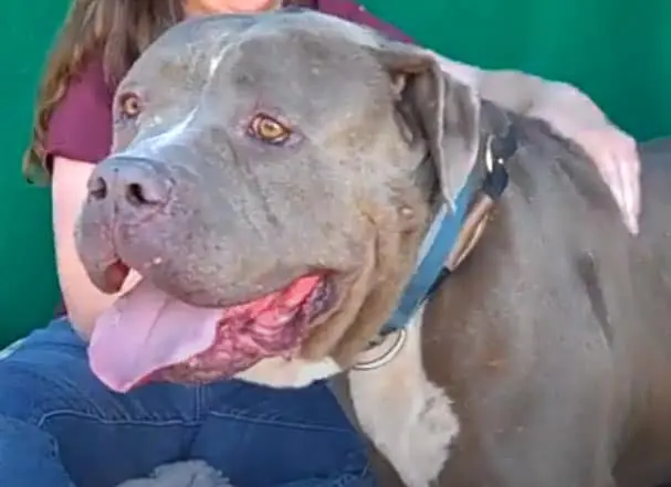 Pitbull English Mastiff Mix