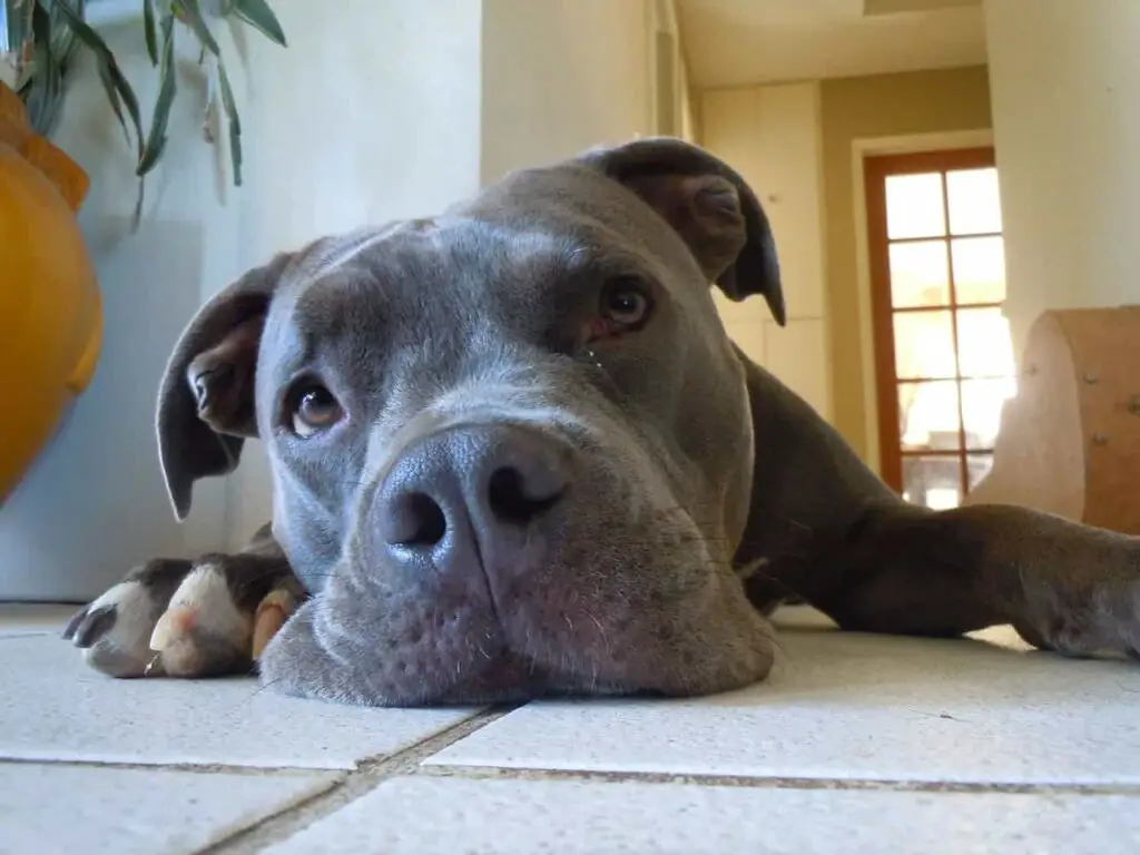Pitbull Laying Down