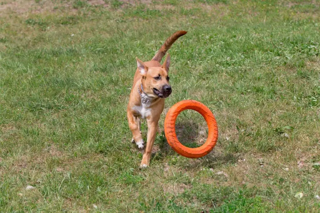 Pitbull Playing with Toy