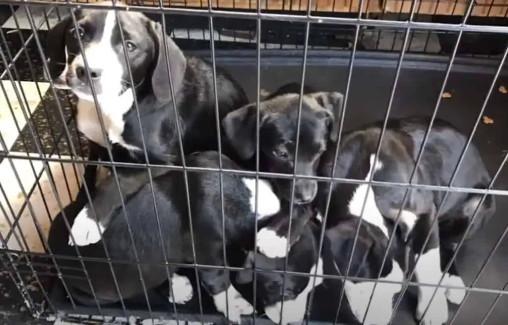 Pitbull Poodle Mix Puppies