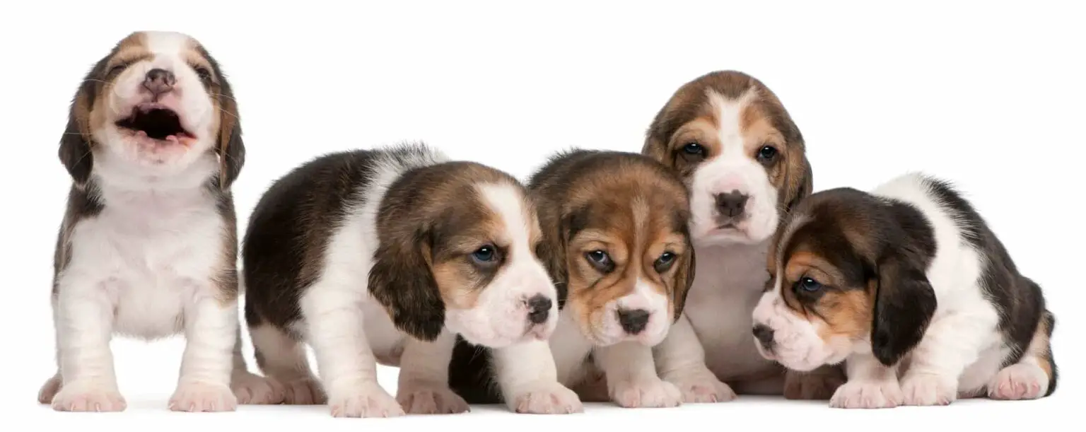 Where to Find Pocket Beagle Puppies For Sale in 2023 Dogable