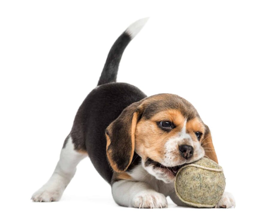 Pocket Beagle Puppy Sale