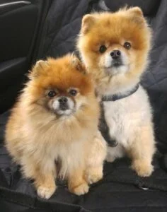 Pomeranian Breed Puppy