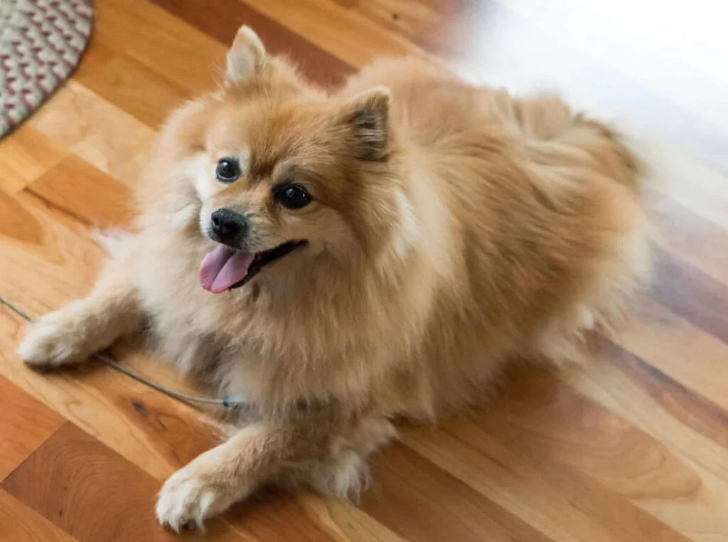 Pomeranian Dog Breed