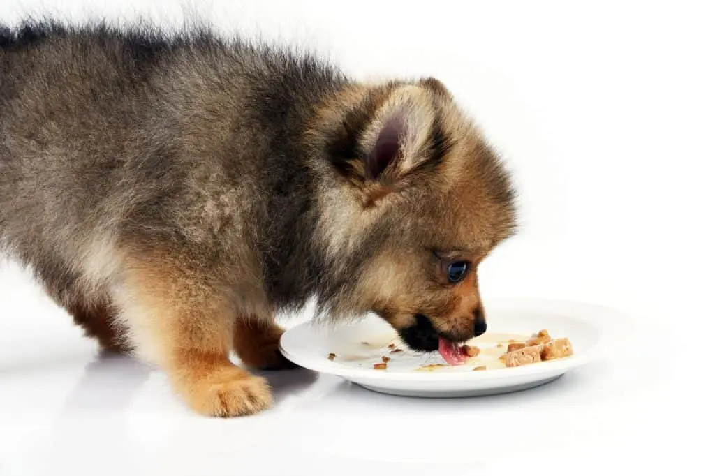 Pomeranian Puppy