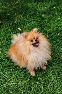 Pomeranian Sitting