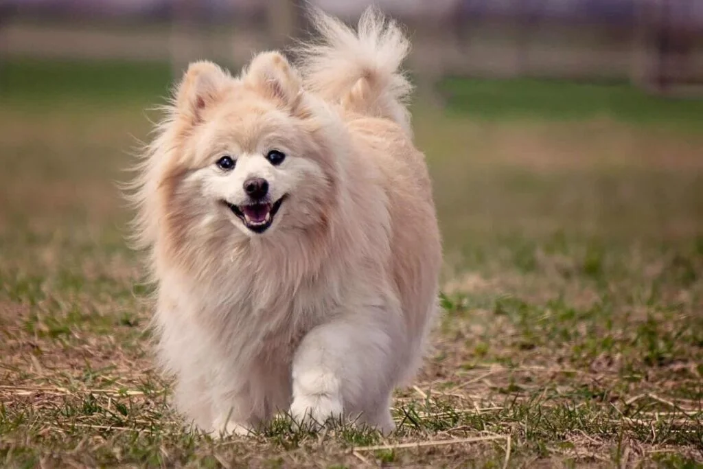 Pomeranian Walking