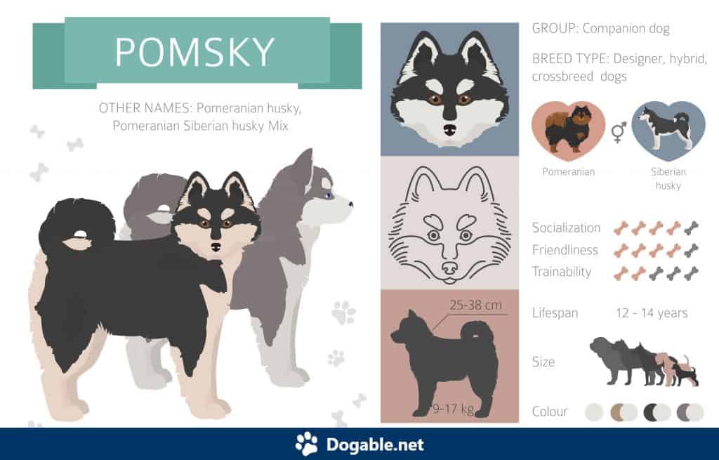 Pomsky Infographic