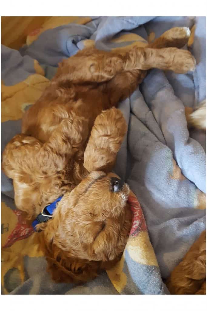 Poodle Wheaten Terrier Mix Puppies for Sale