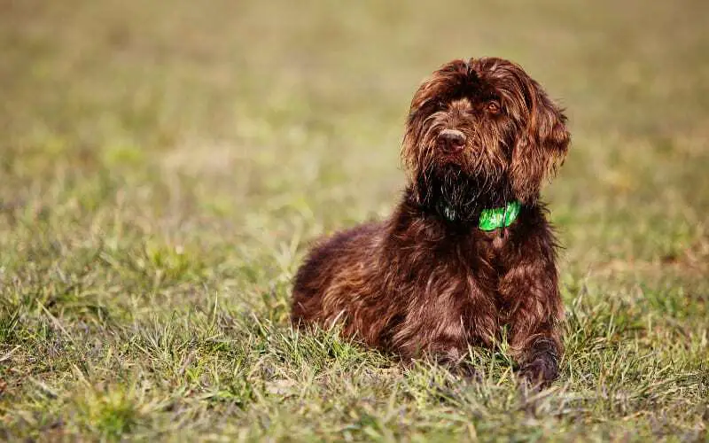 Pudelpointer Dog Breed Info