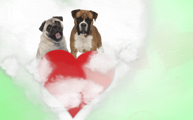 Pug And Boxer
