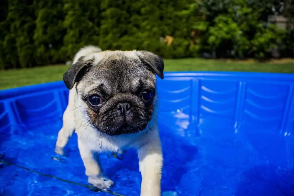 Pug en la piscina