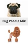 Learn About the Pug Poodle Mix aka Pugapoo - Dogable