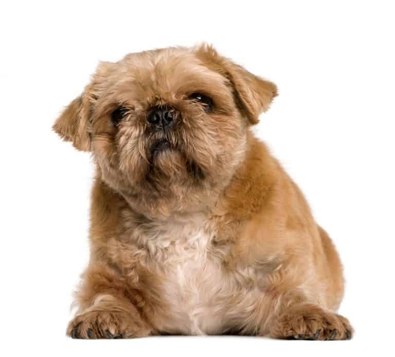 Learn About the Pug Shih Tzu Mix aka PugZu Dogable