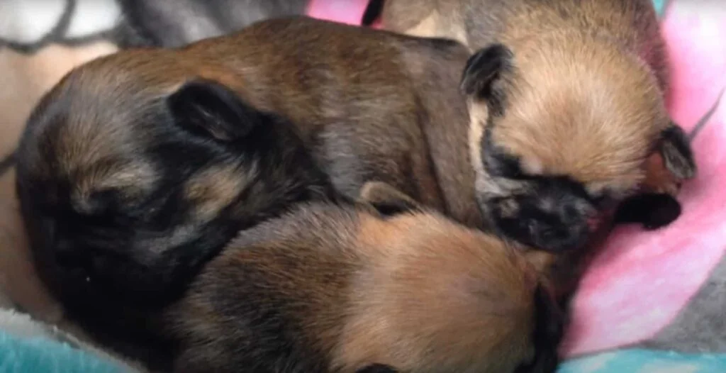 Pug Yorkie Mix Puppies