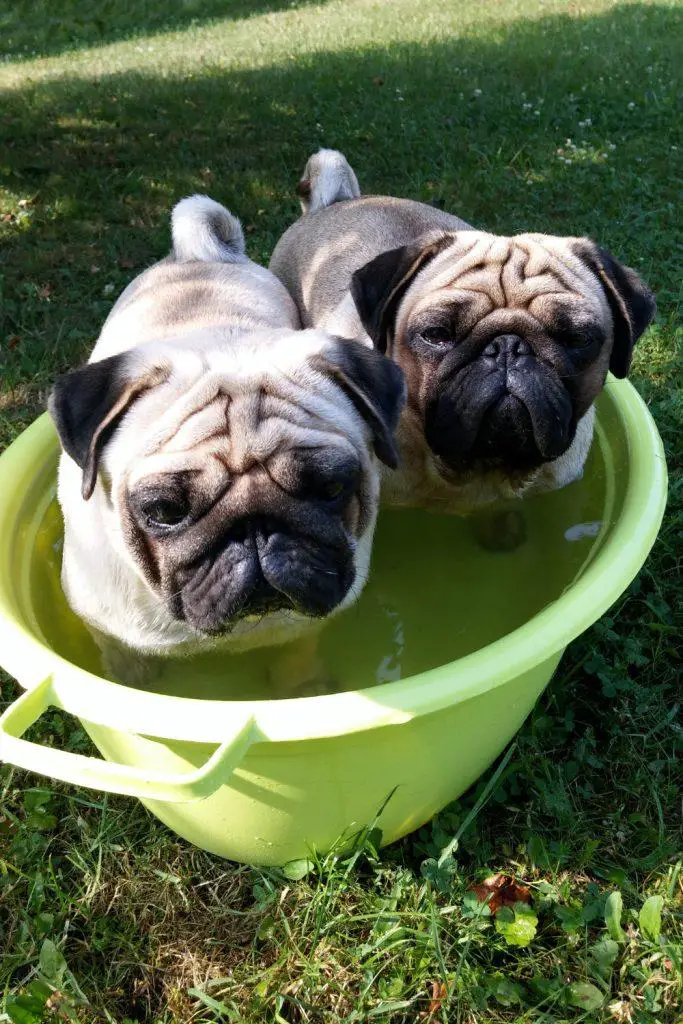 Pugs In A Bath