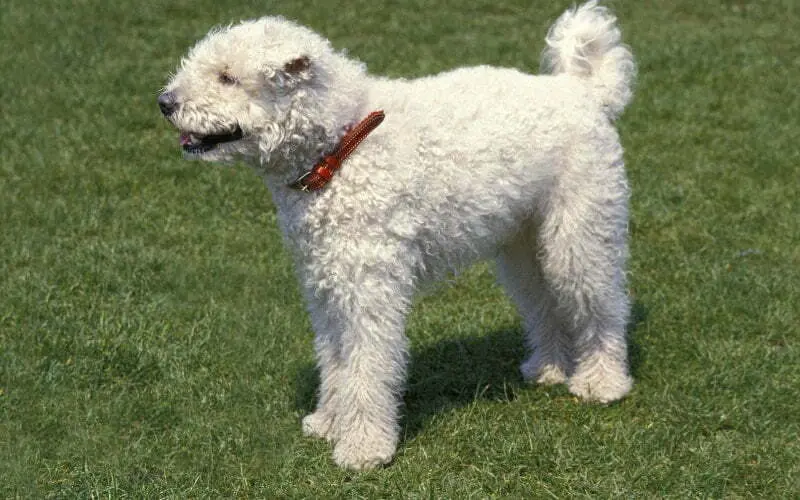 Pumi Dog Breed