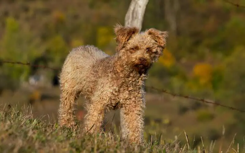Pumi Puppies For Sale