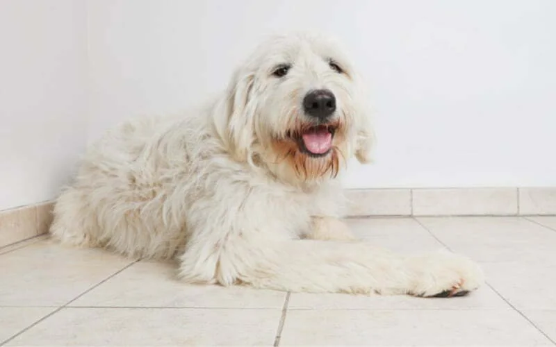 Pyredoodle Puppies For Sale
