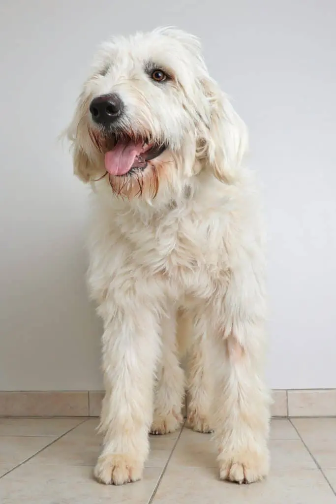 Pyredoodle Puppy For Sale