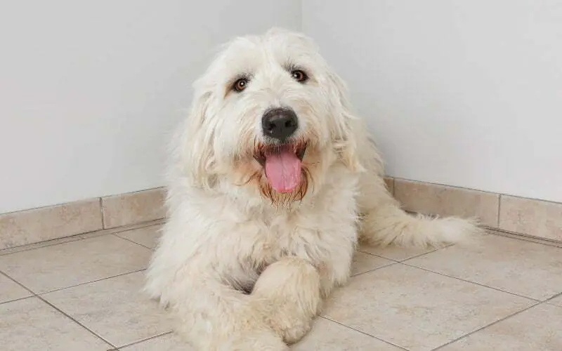 Pyredoodle Rescue
