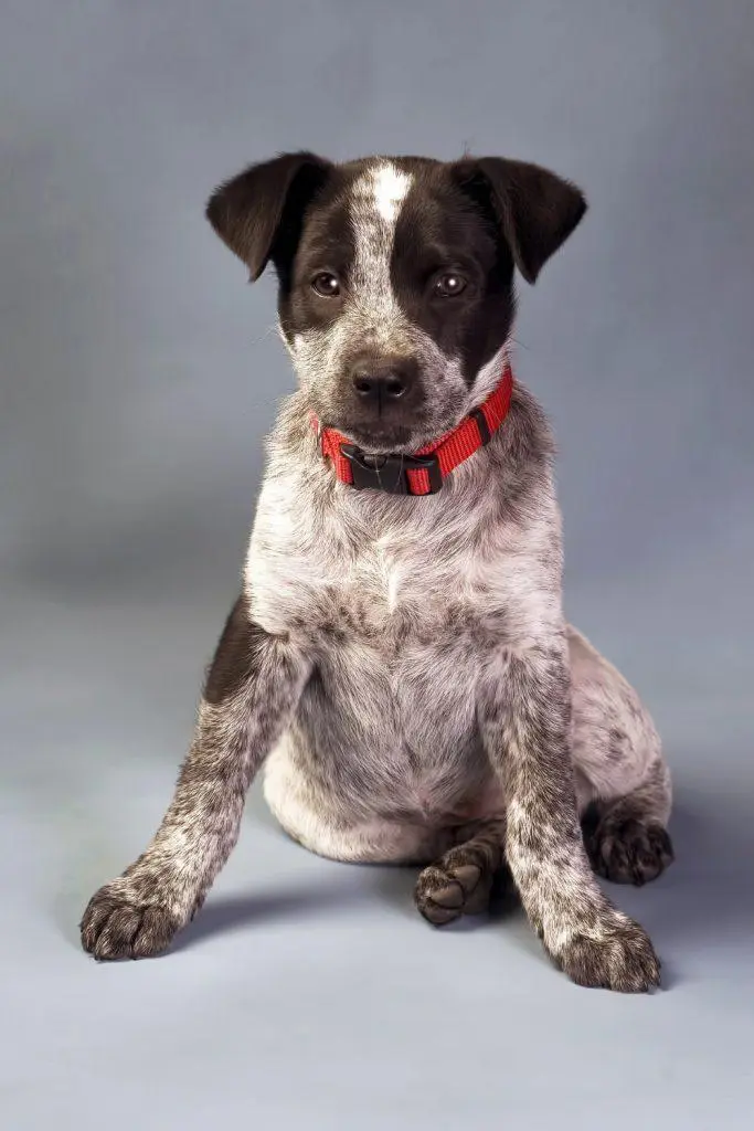 Queensland Heeler AKA Blue Heeler