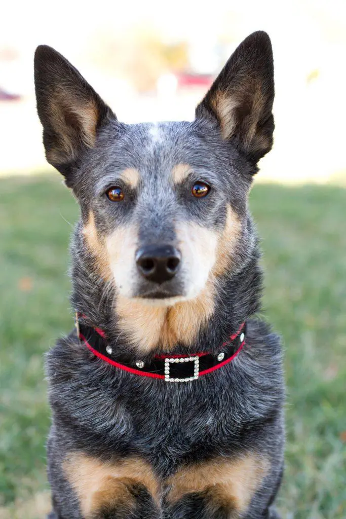 Queensland Heeler Breed