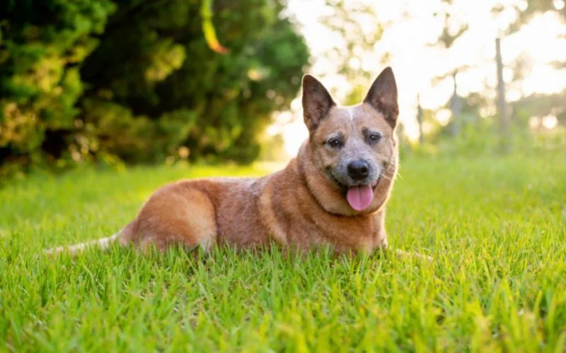 Queensland Heeler Dog Breed