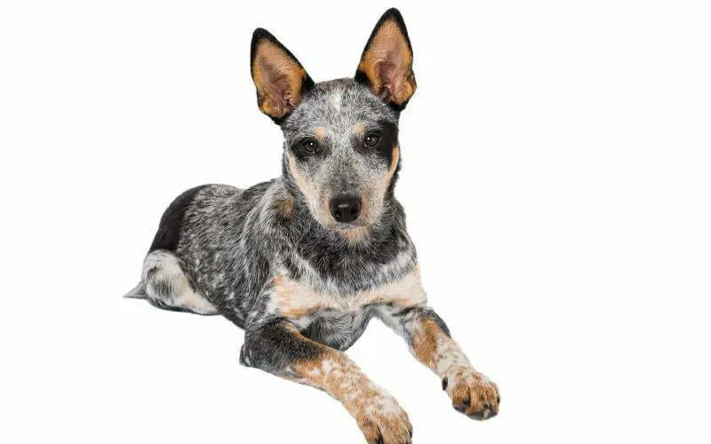 Queensland Heeler Puppy