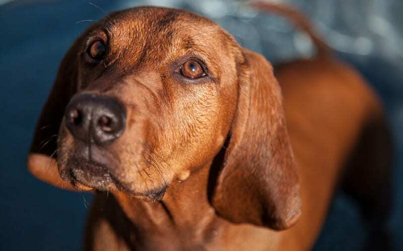Redbone Coonhound Puppies For Sale
