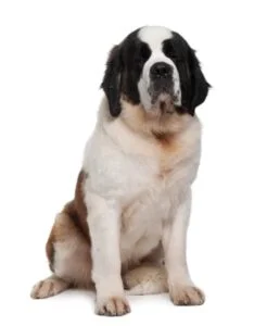 Saint Bernard Puppy
