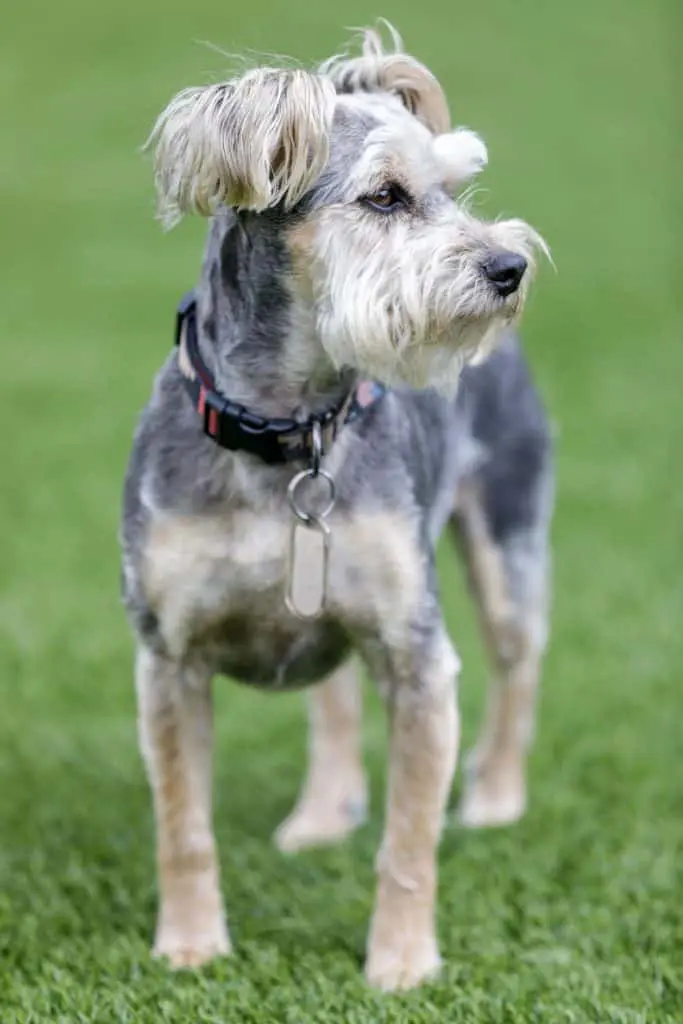 Schnauzer Yorkie Mix