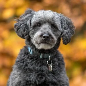 Schnoodle Puppies For Sale