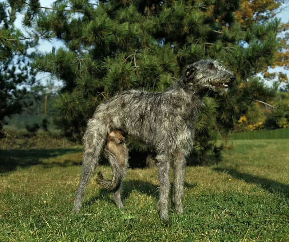 Scottish Deerhound Puppies For Sale