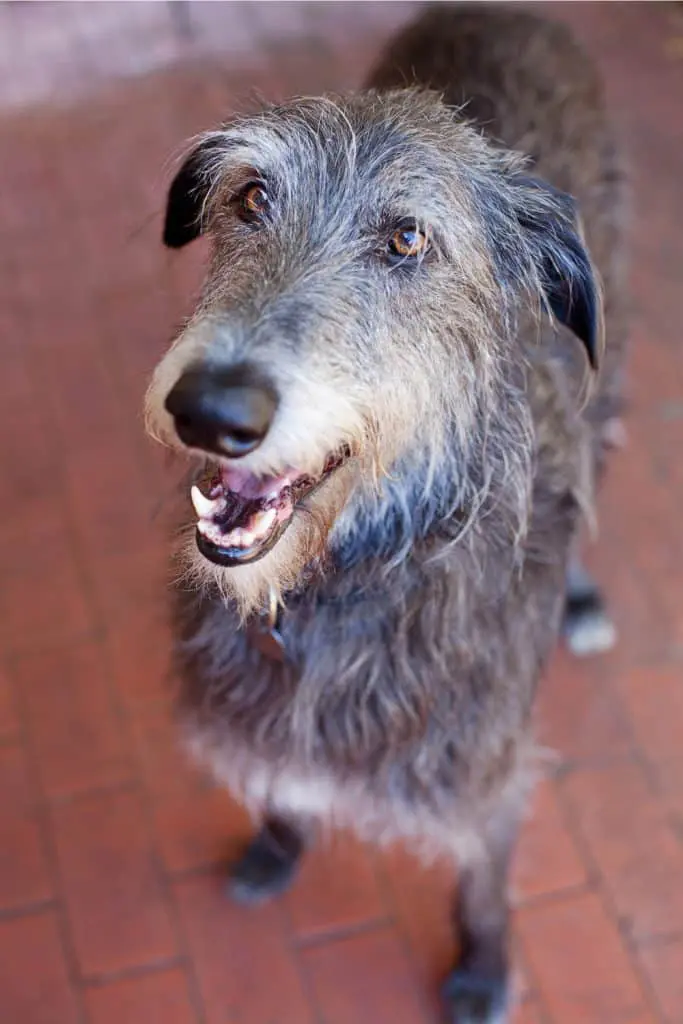 Scottish Deerhound Puppy For Sale