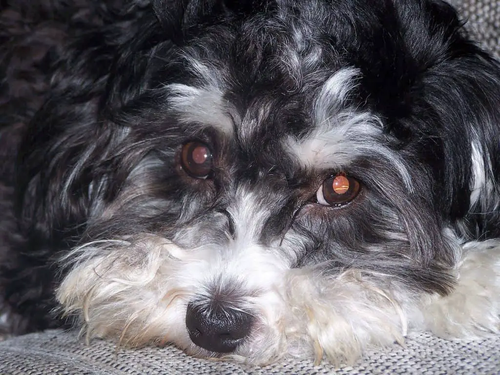 Scottish Terrier Poodle Mix