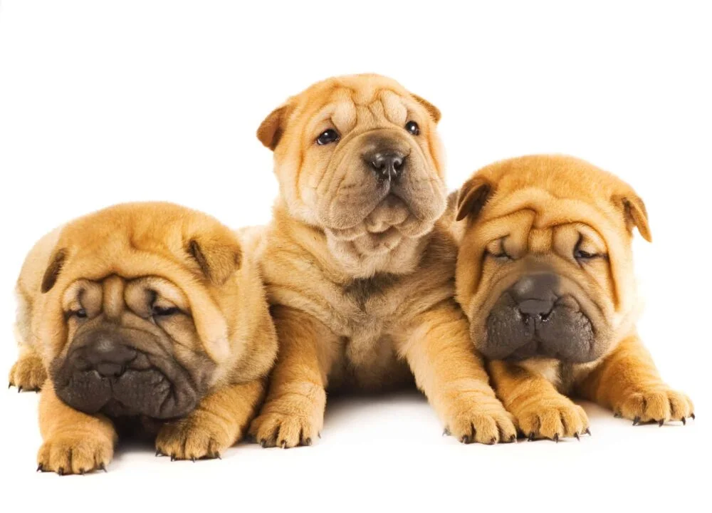 Shar-Pei Puppies For Sale