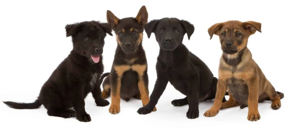 Shepherd Chow Mix Puppies
