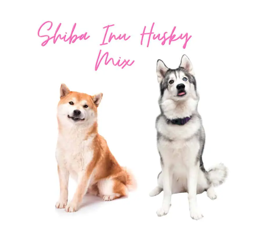 Shiba Inu Husky Mix