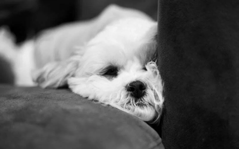 Shichon
