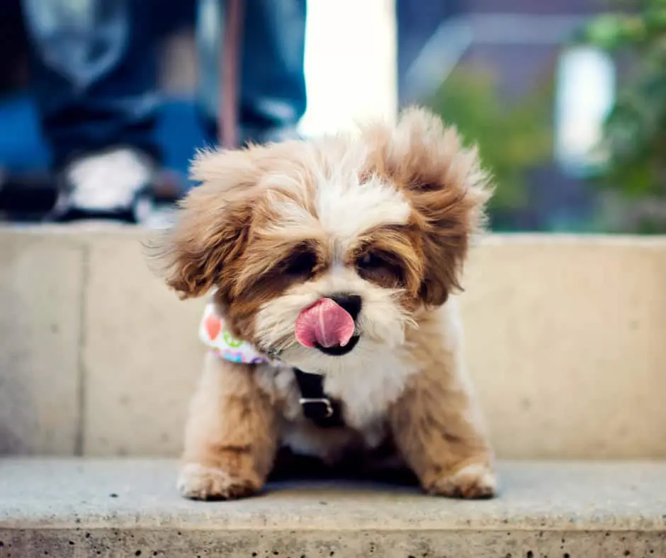 Shichon Puppies For Sale