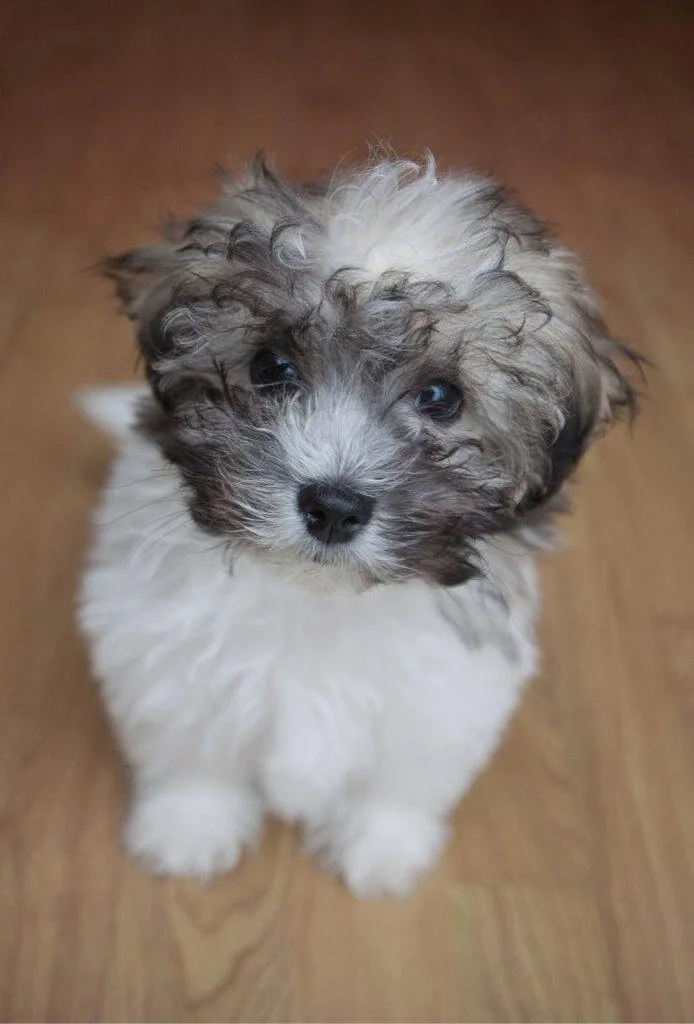Shichon Puppy