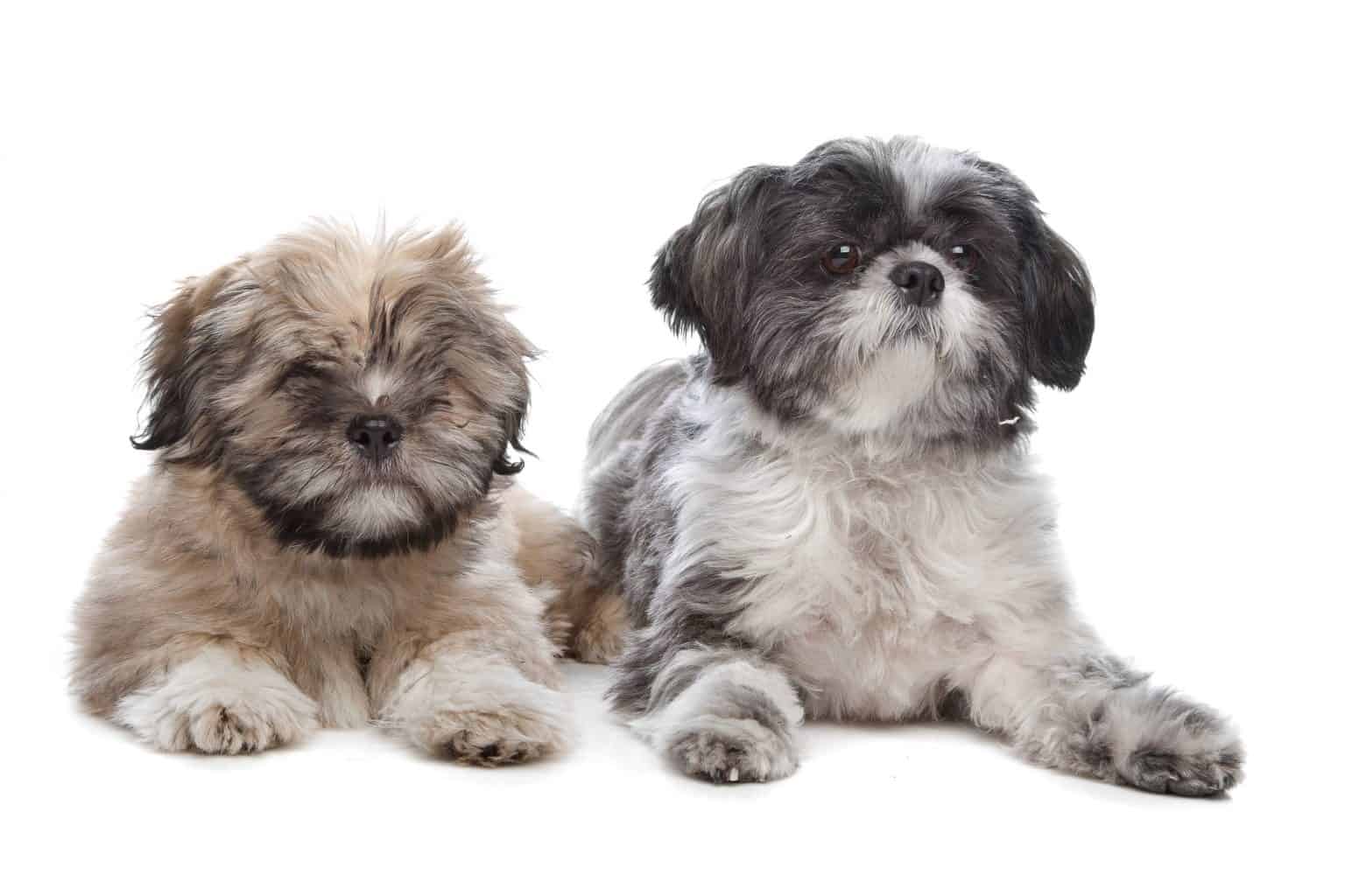 More About the Shih Tzu Lhasa Apso Mix aka the Shih Apso Dogable