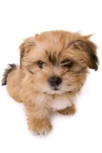 Shih Tzu Bichon Frise Puppies For Sale