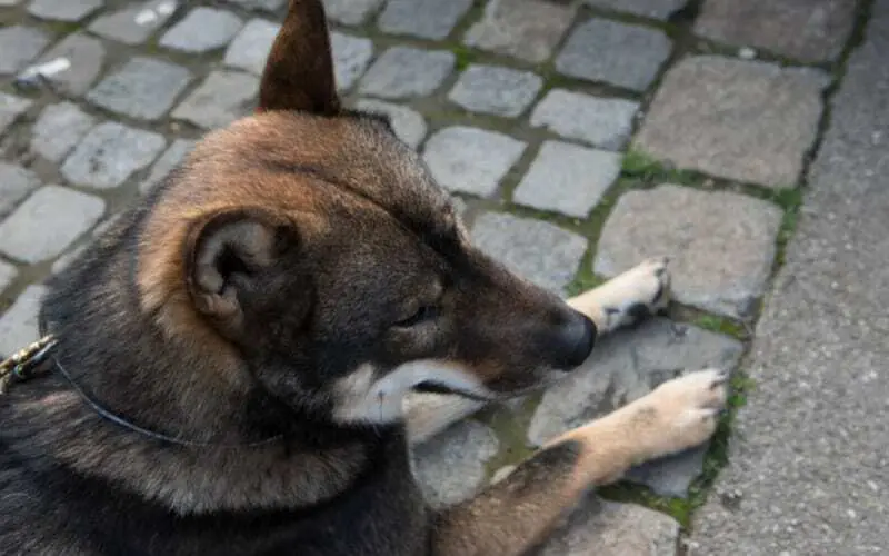 Shikoku Dog Breed