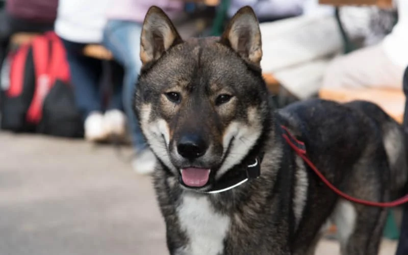 Shikoku Puppies For Sale